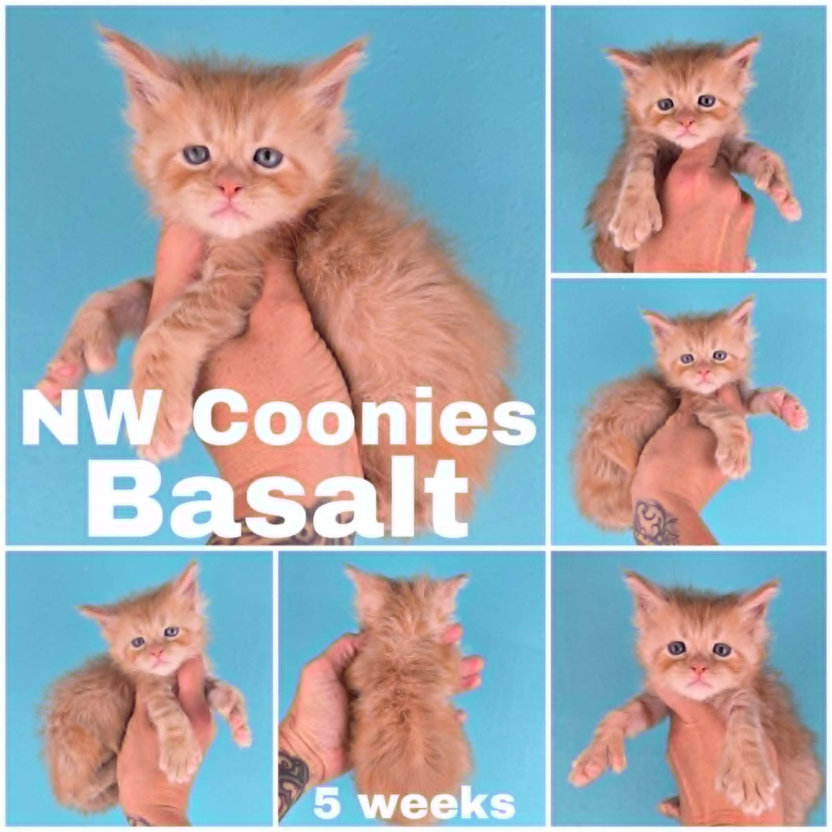 NW Coonies Basalt