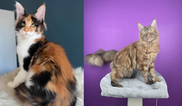 A calico Maine Coon cat posing next to a brown classic tabby Maine Coon cat.