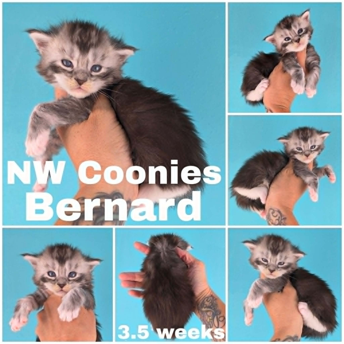 NW Coonies Bernard