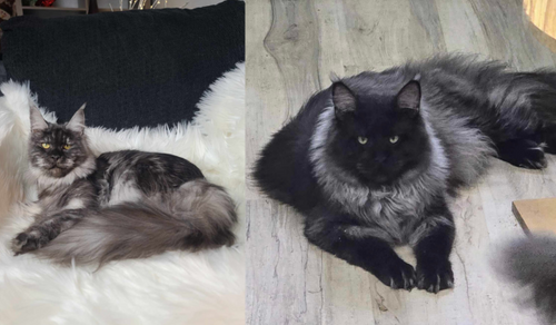 Upcoming Kittens - NW Coonies