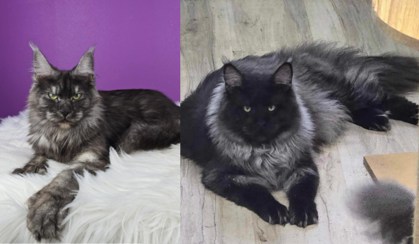 Side-by-side photos of two fluffy, mature black smoke Maine Coons