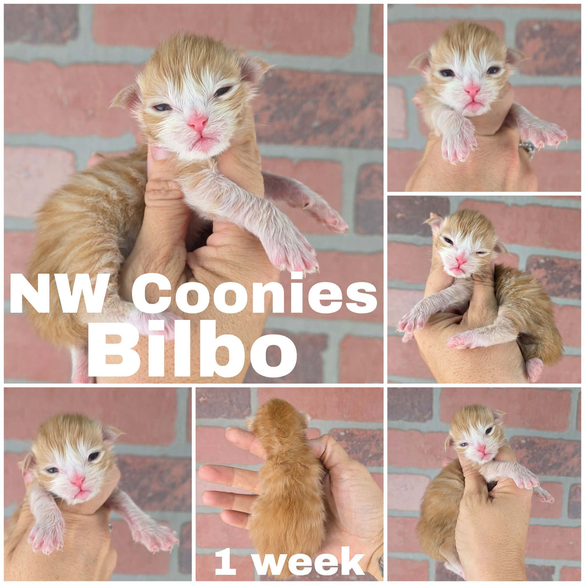 NW Coonies Bilbo