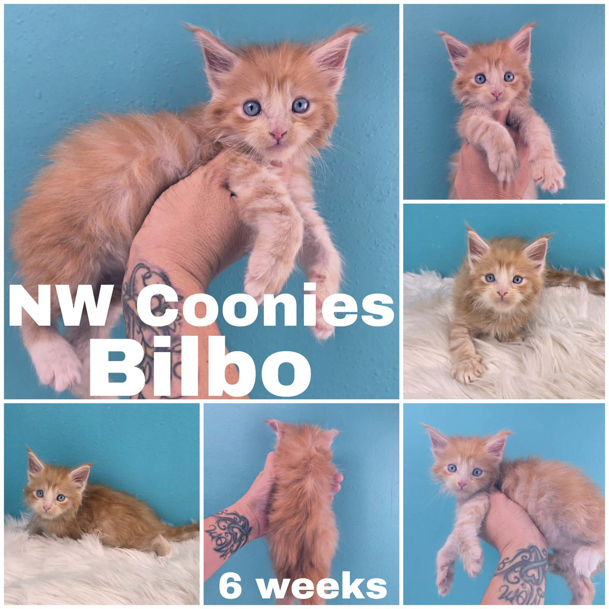 NW Coonies Bilbo