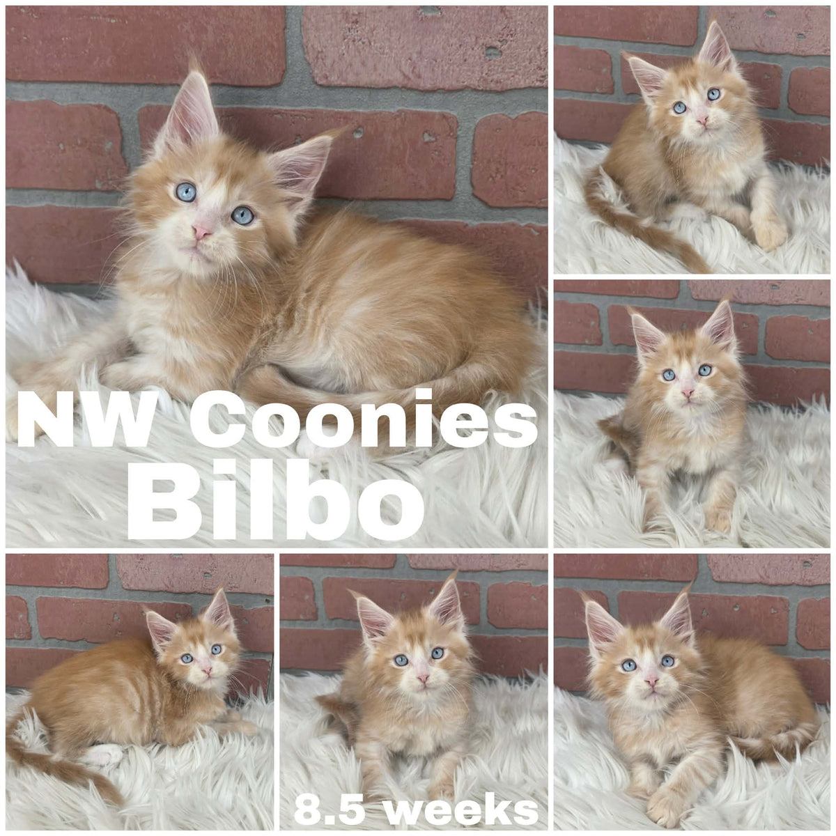 NW Coonies Bilbo