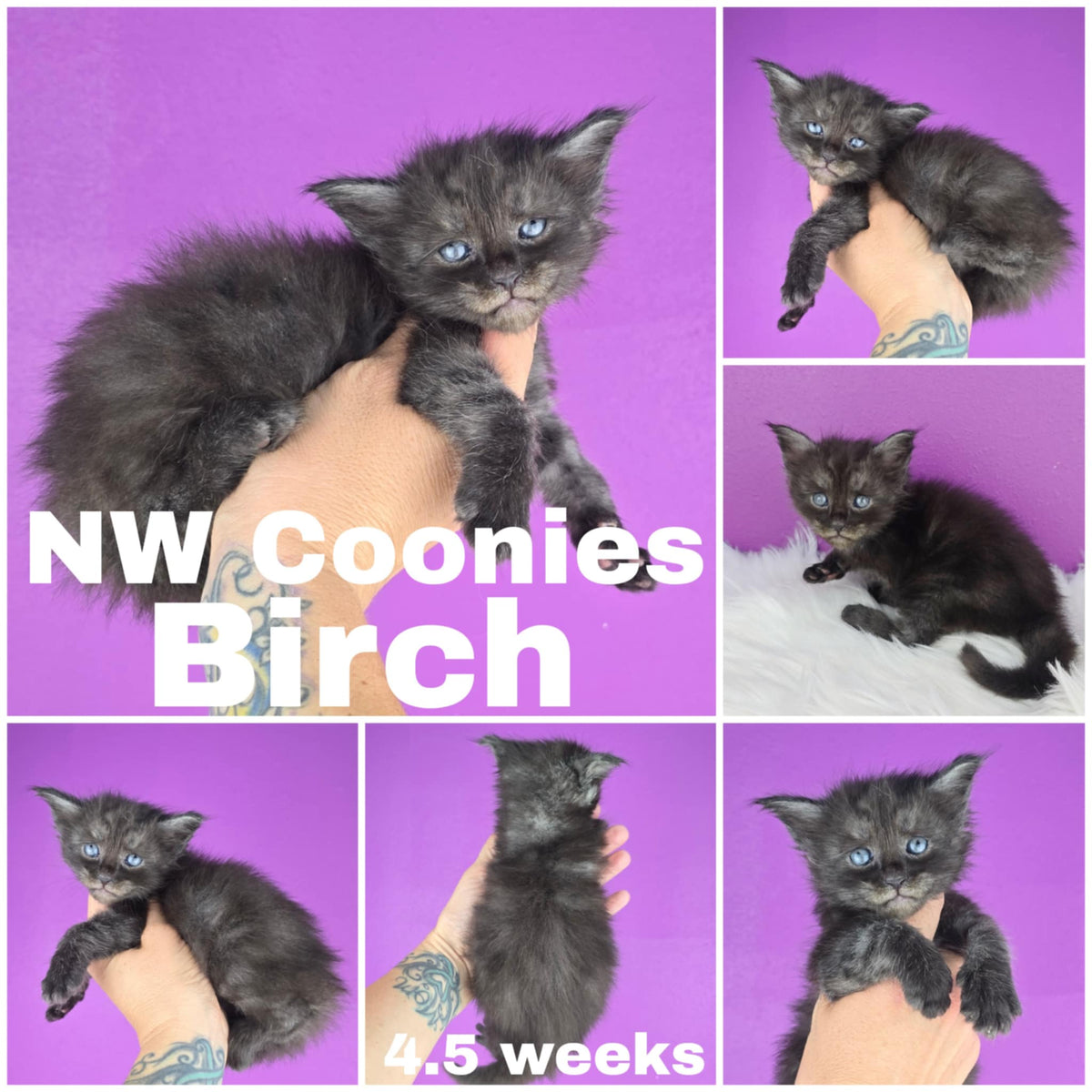 NW Coonies Birch