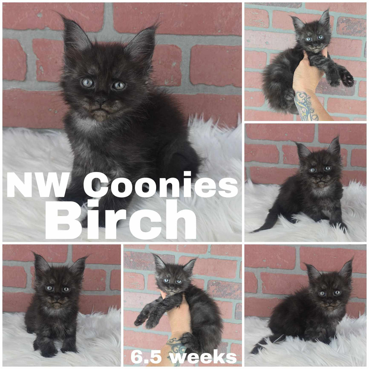 NW Coonies Birch