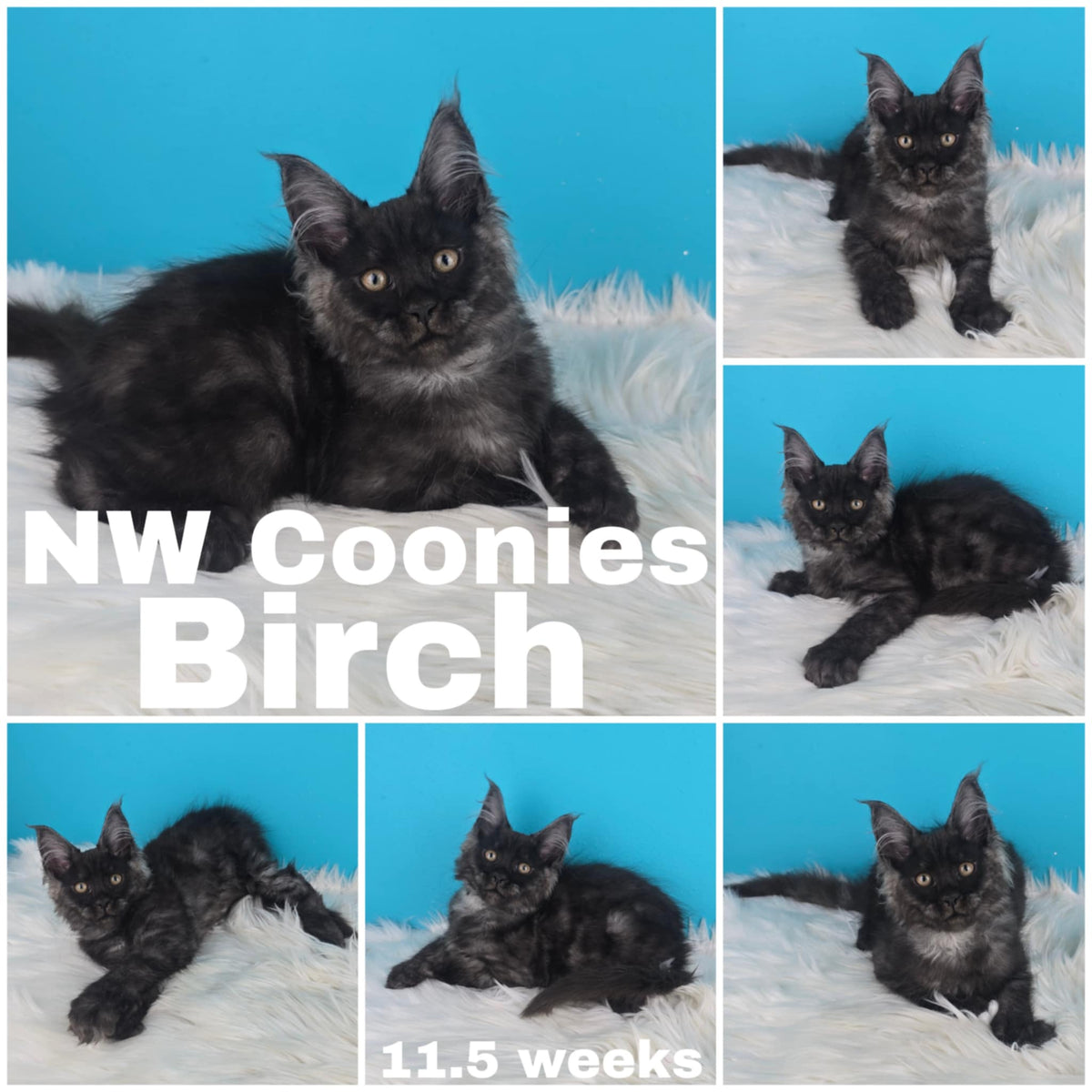 NW Coonies Birch