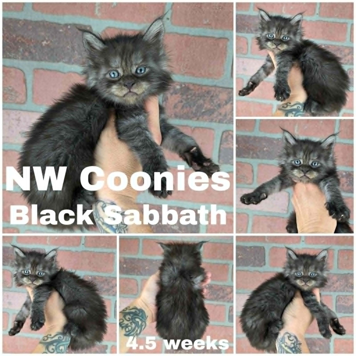 NW Coonies Black Sabbath