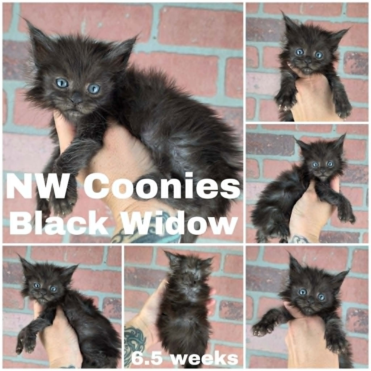 NW Coonies Black Widow