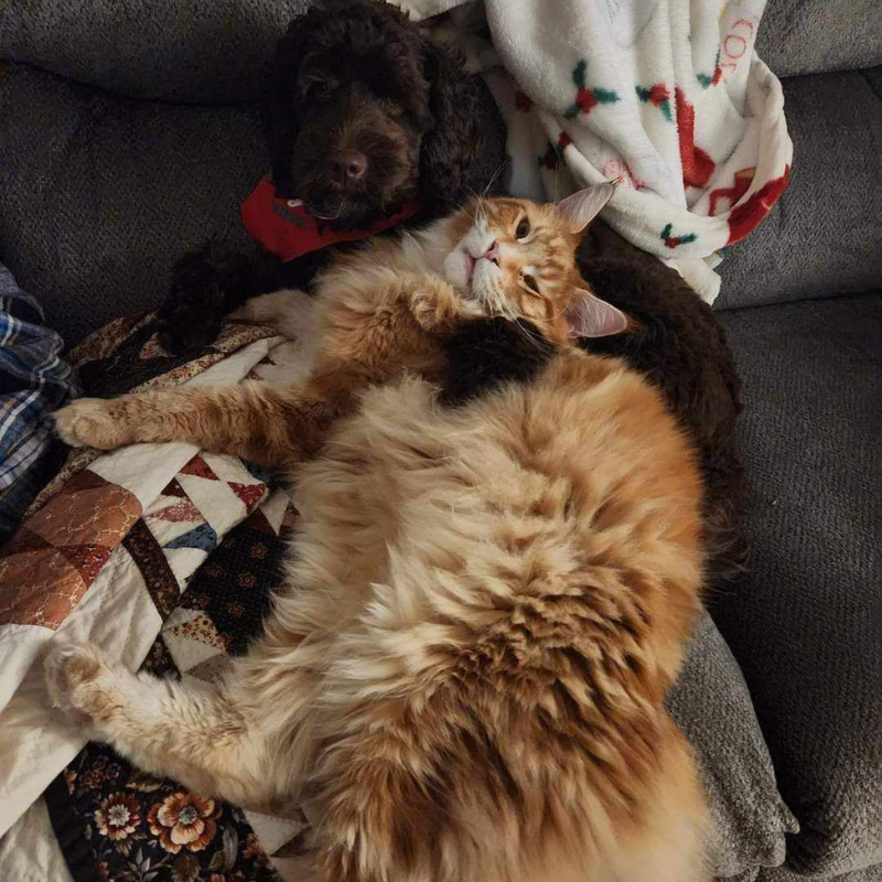 Giant long-haired cat lying comfortably against a small dog, both relaxing on a cozy quilted blanket.