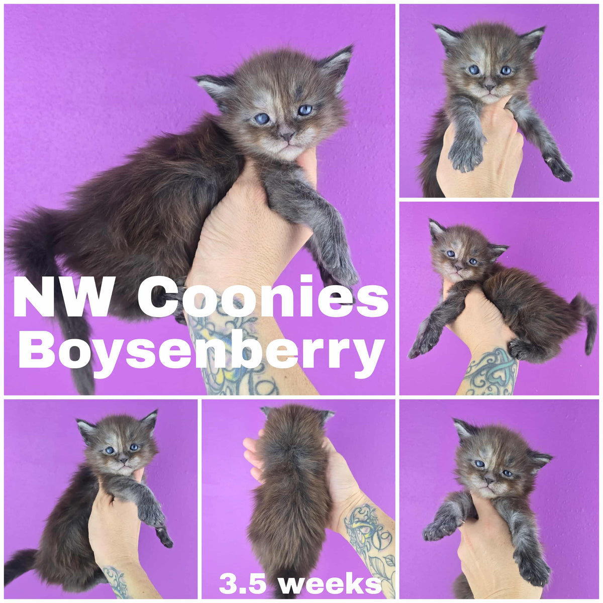 NW Coonies Boysenberry