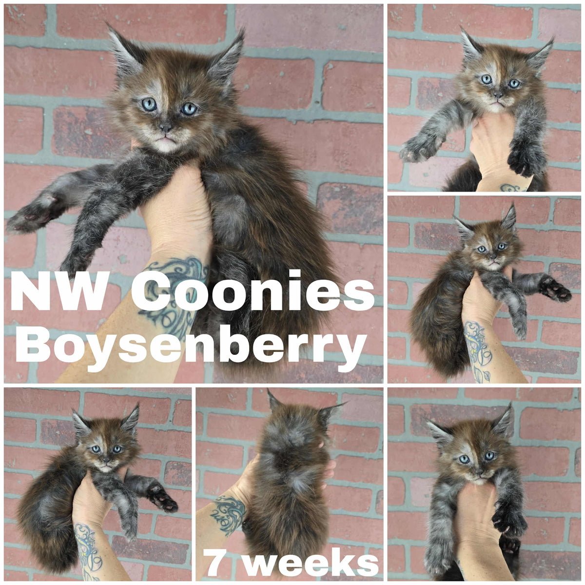 NW Coonies Boysenberry