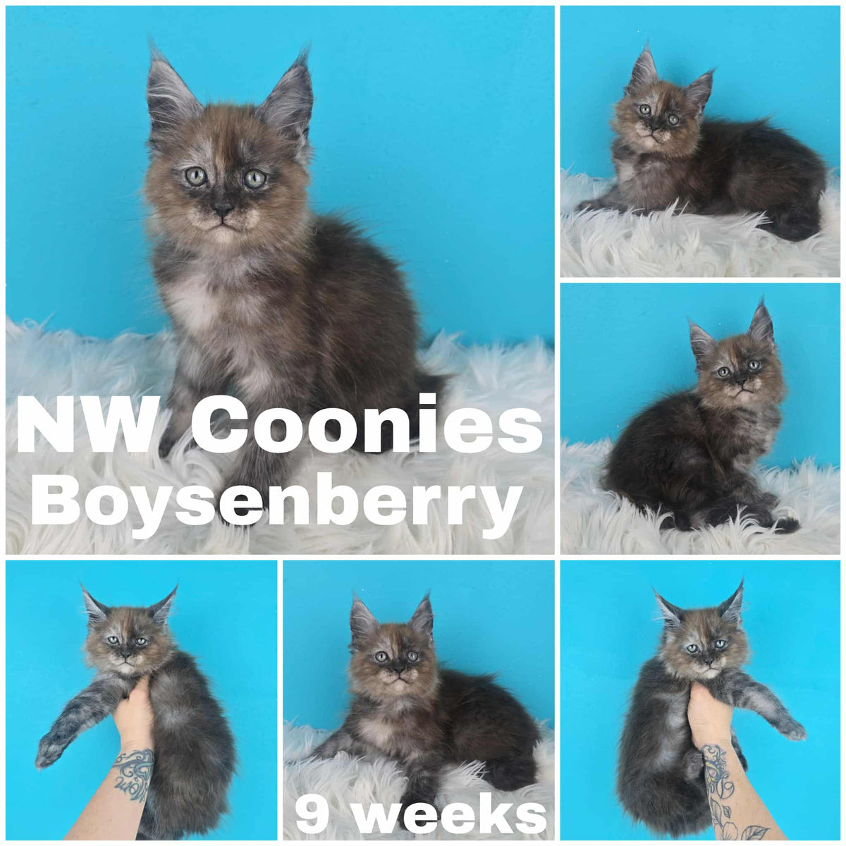 NW Coonies Boysenberry