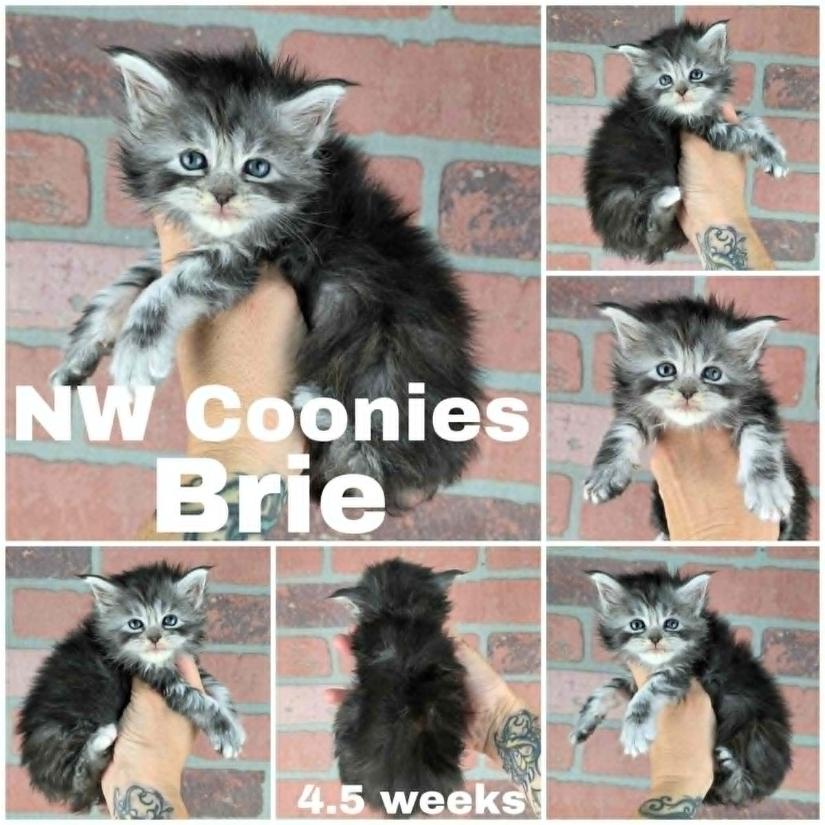 NW Coonies Brie