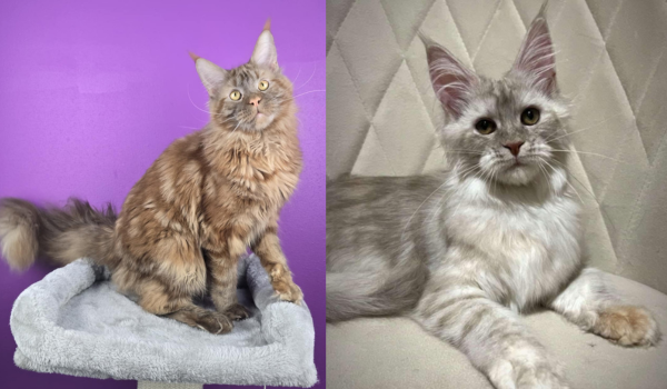 Orange tabby Maine Coon on cat tree beside a silver tabby cat.