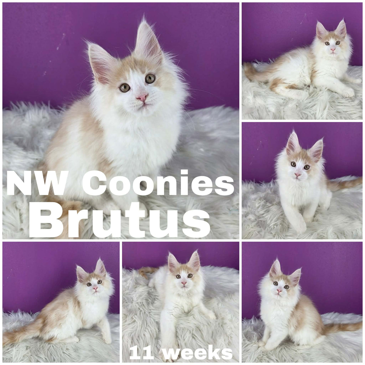 NW Coonies Brutus
