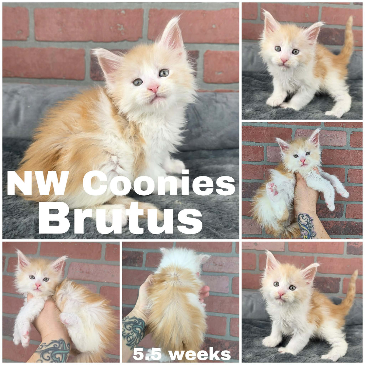 NW Coonies Brutus
