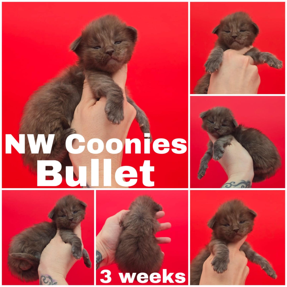 NW Coonies Bullet