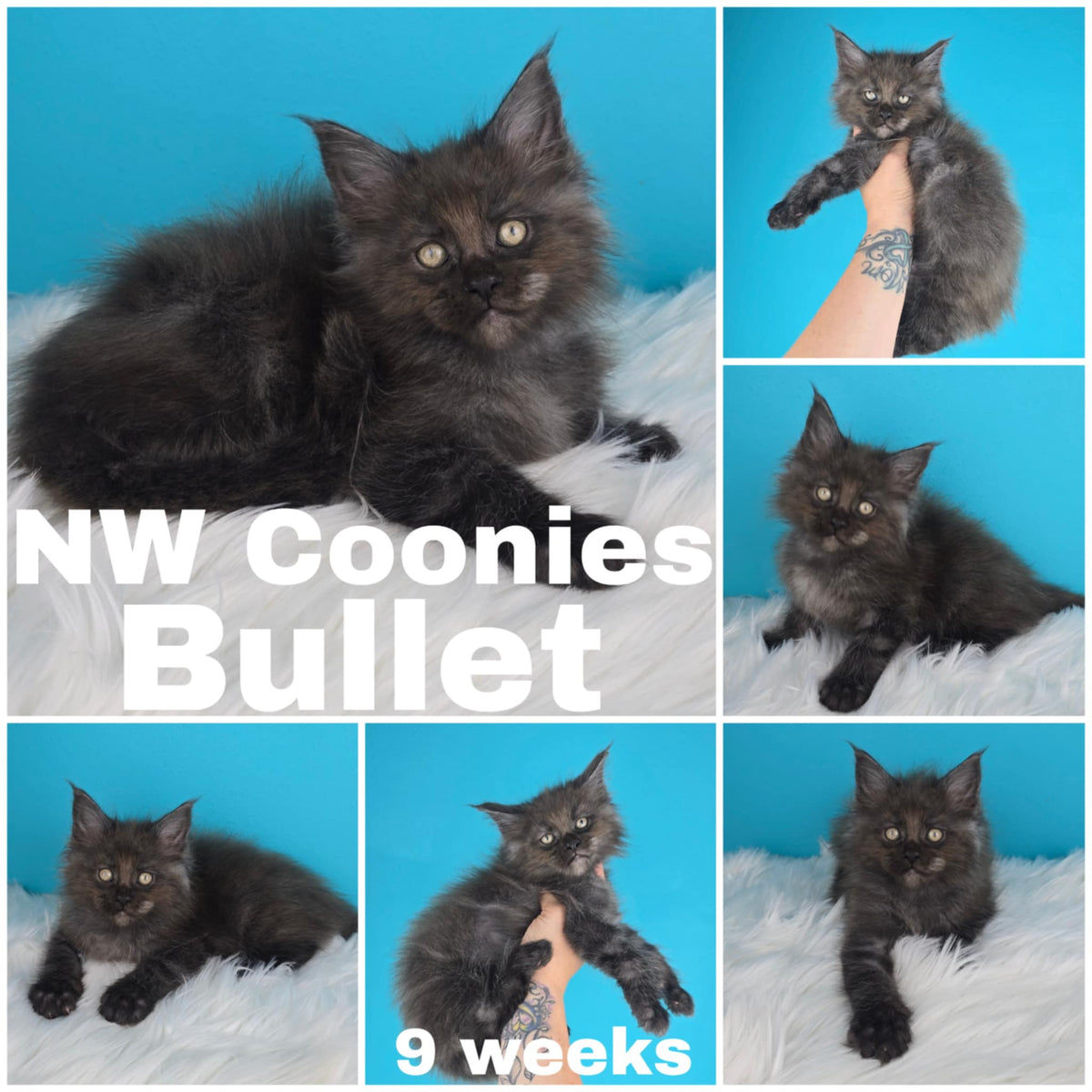 NW Coonies Bullet