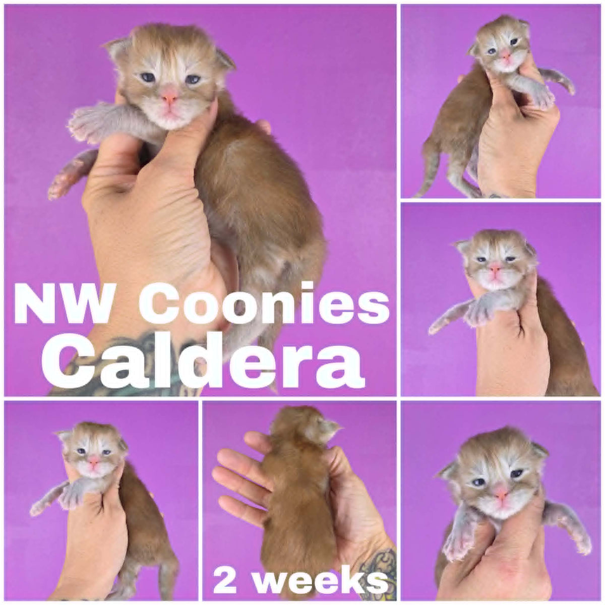 NW Coonies Caldera