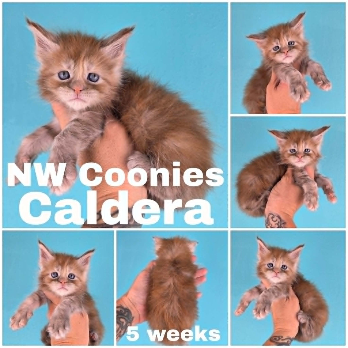 NW Coonies Caldera