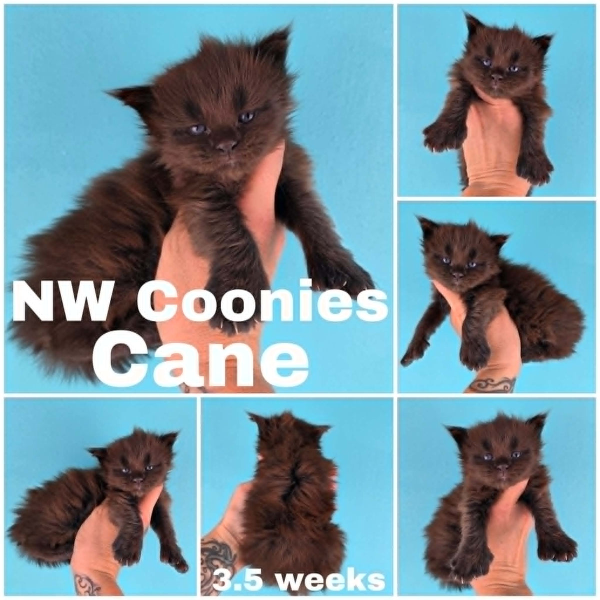 NW Coonies Cane