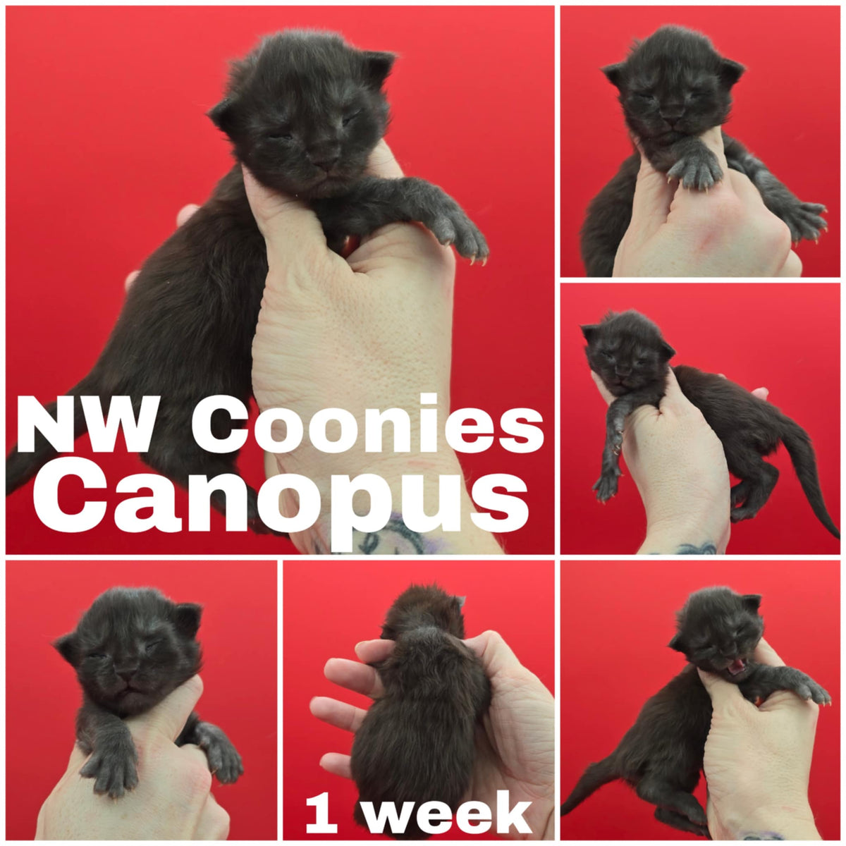 NW Coonies Canopus