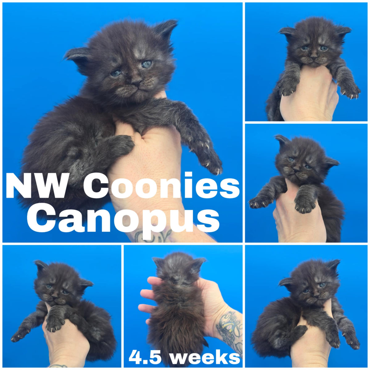 NW Coonies Canopus