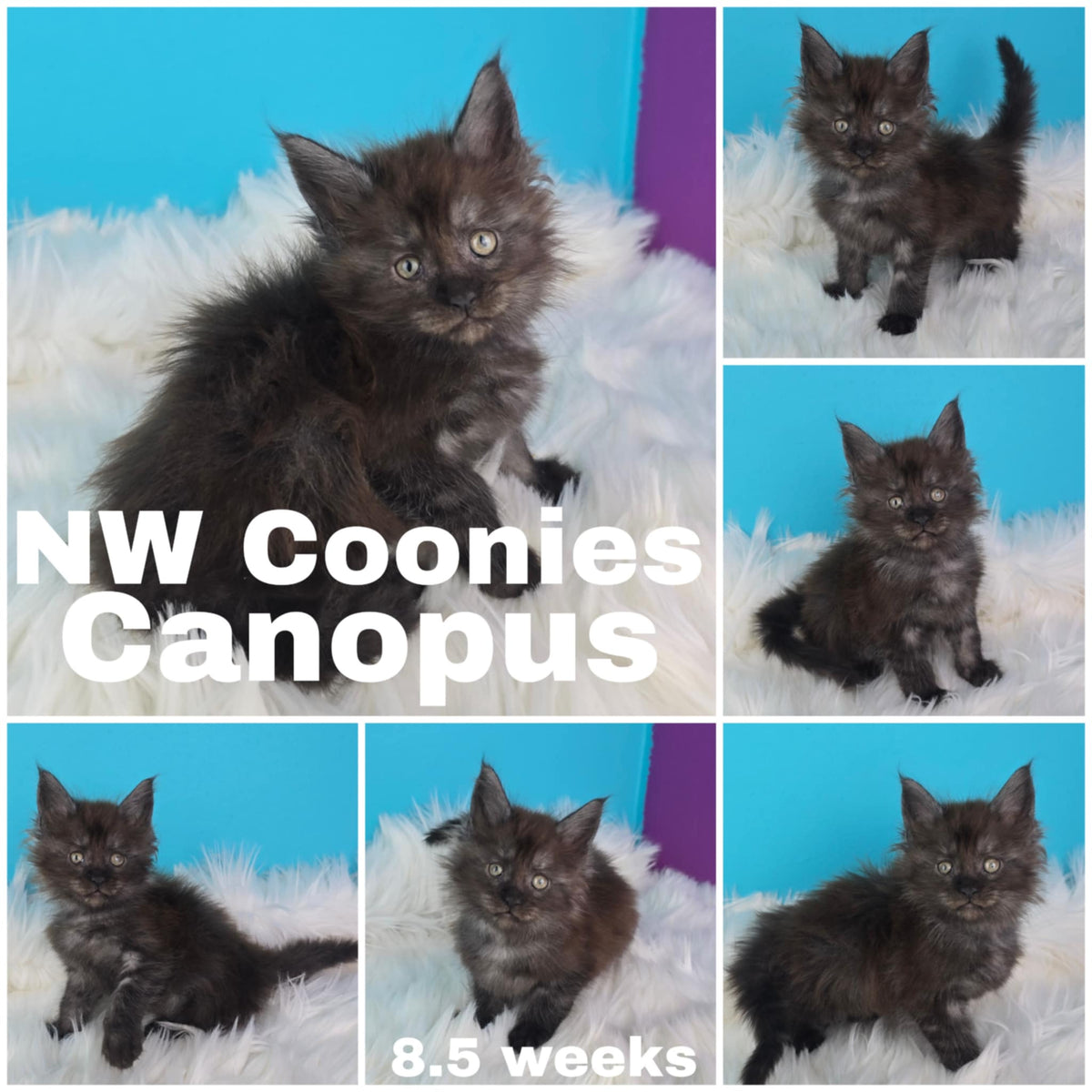 NW Coonies Canopus