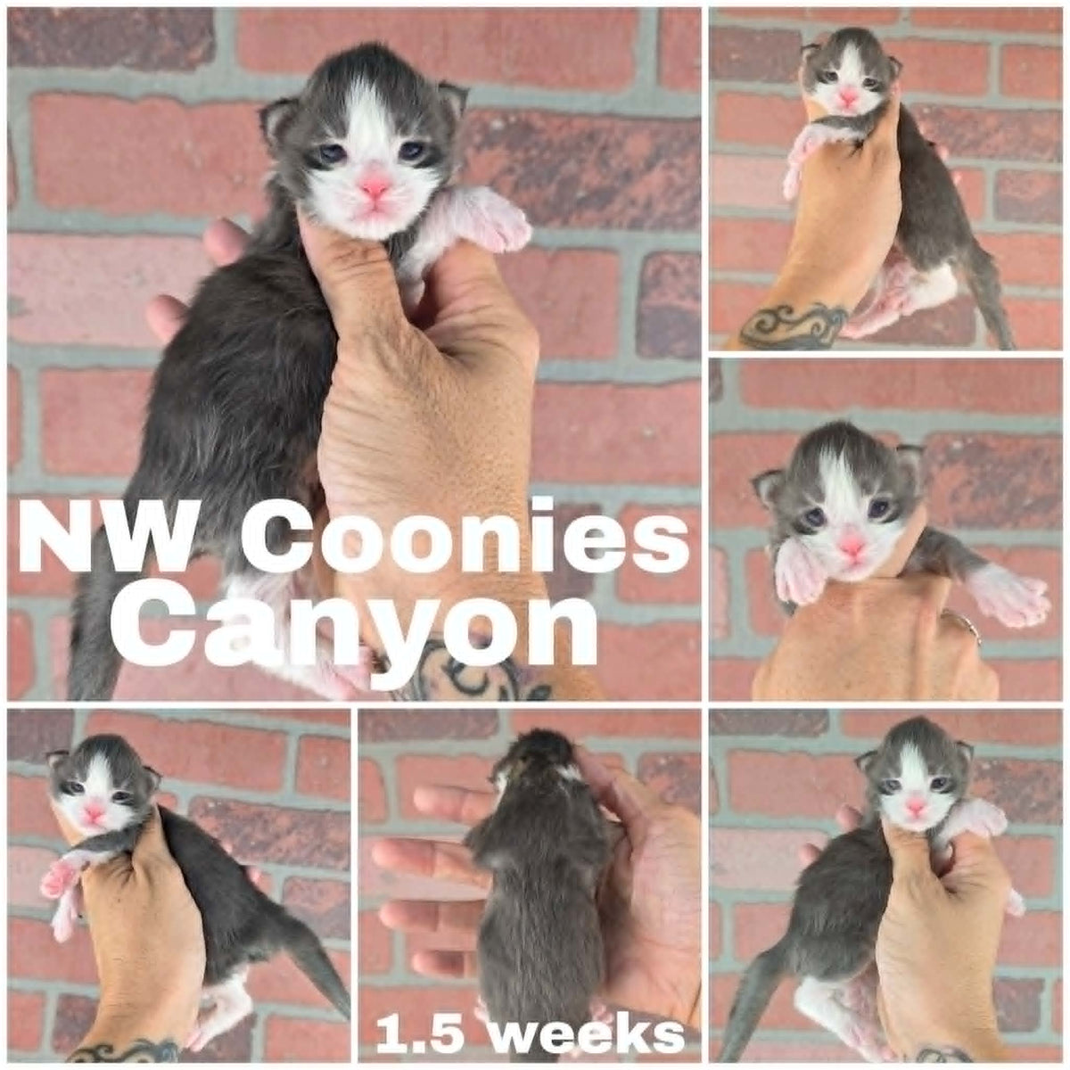 NW Coonies Canon