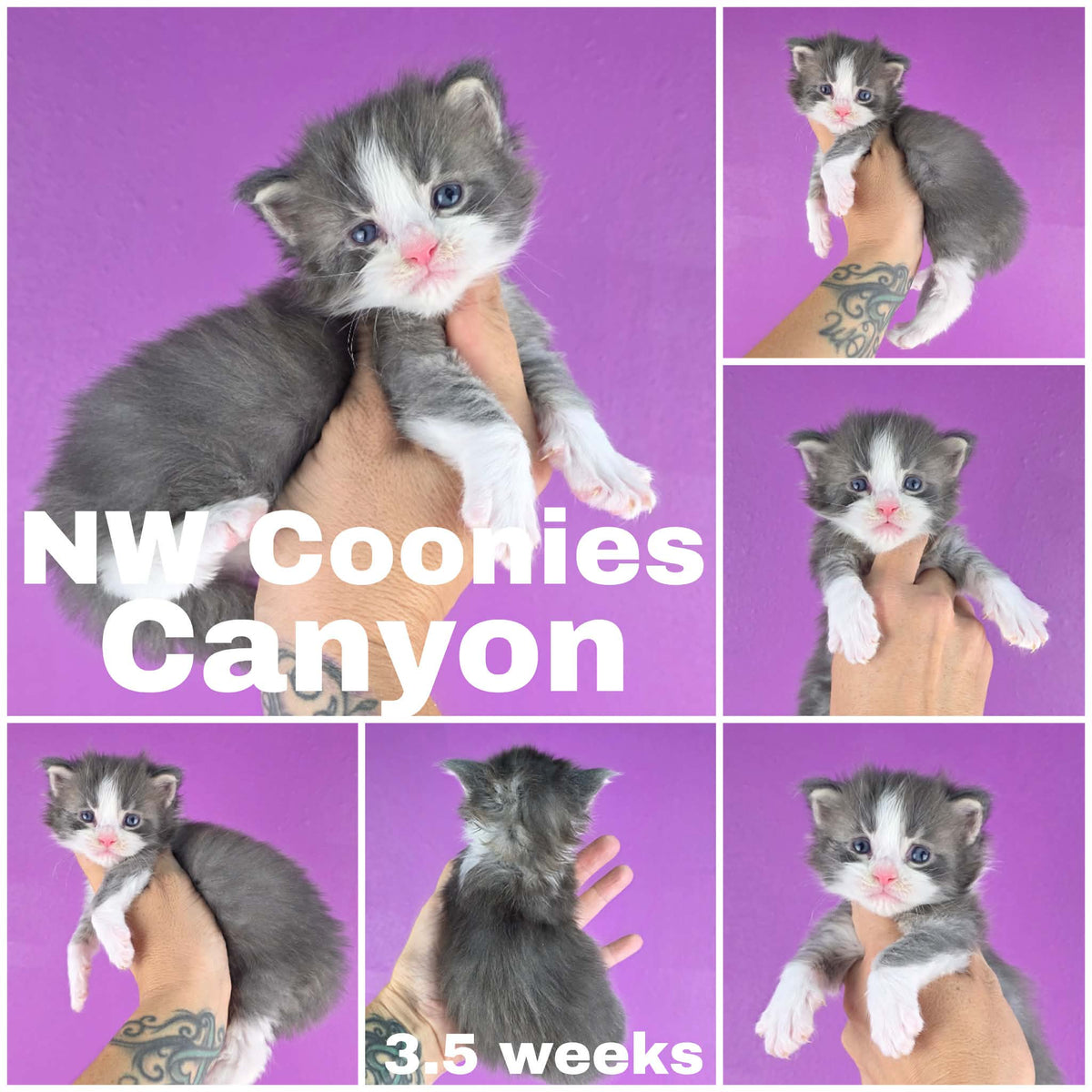 NW Coonies Canon