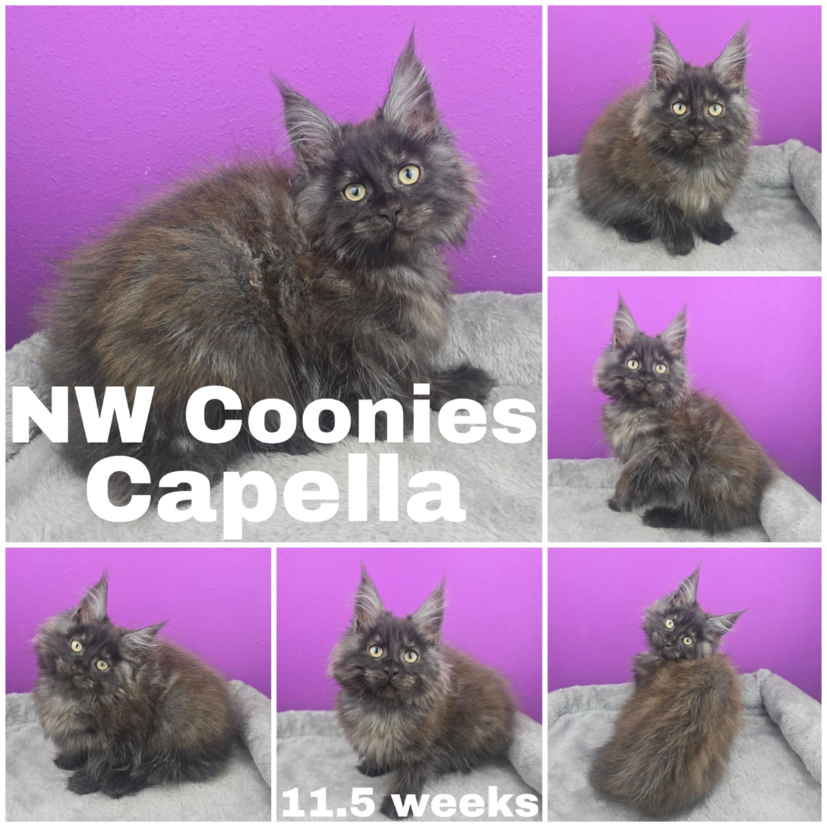 NW Coonies Capella