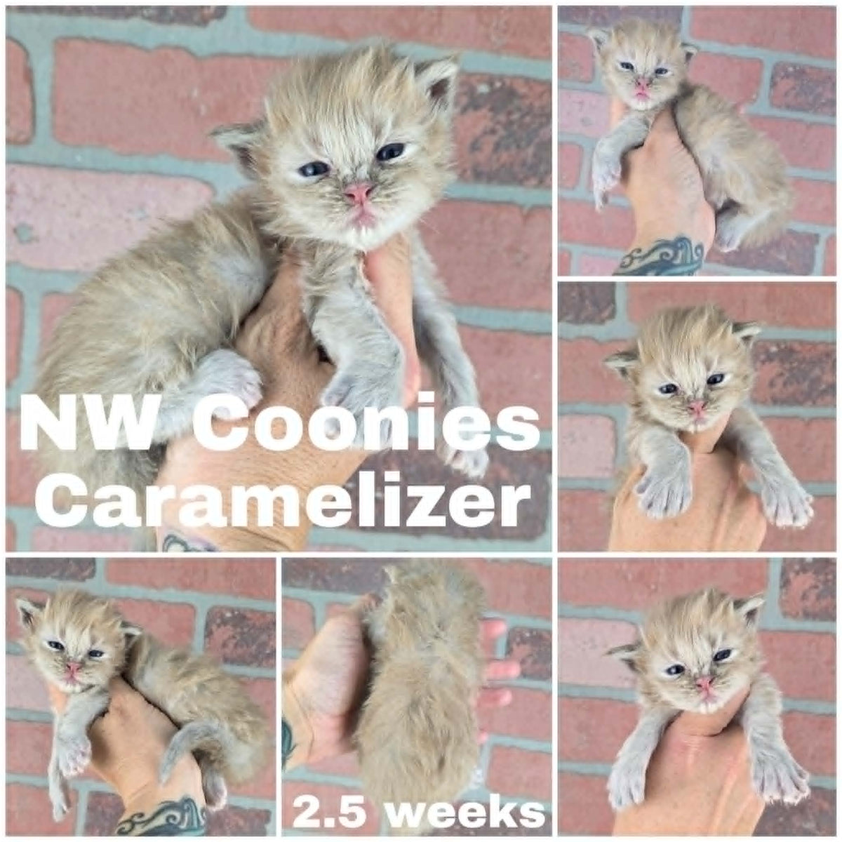 NW Coonies Caramelizer