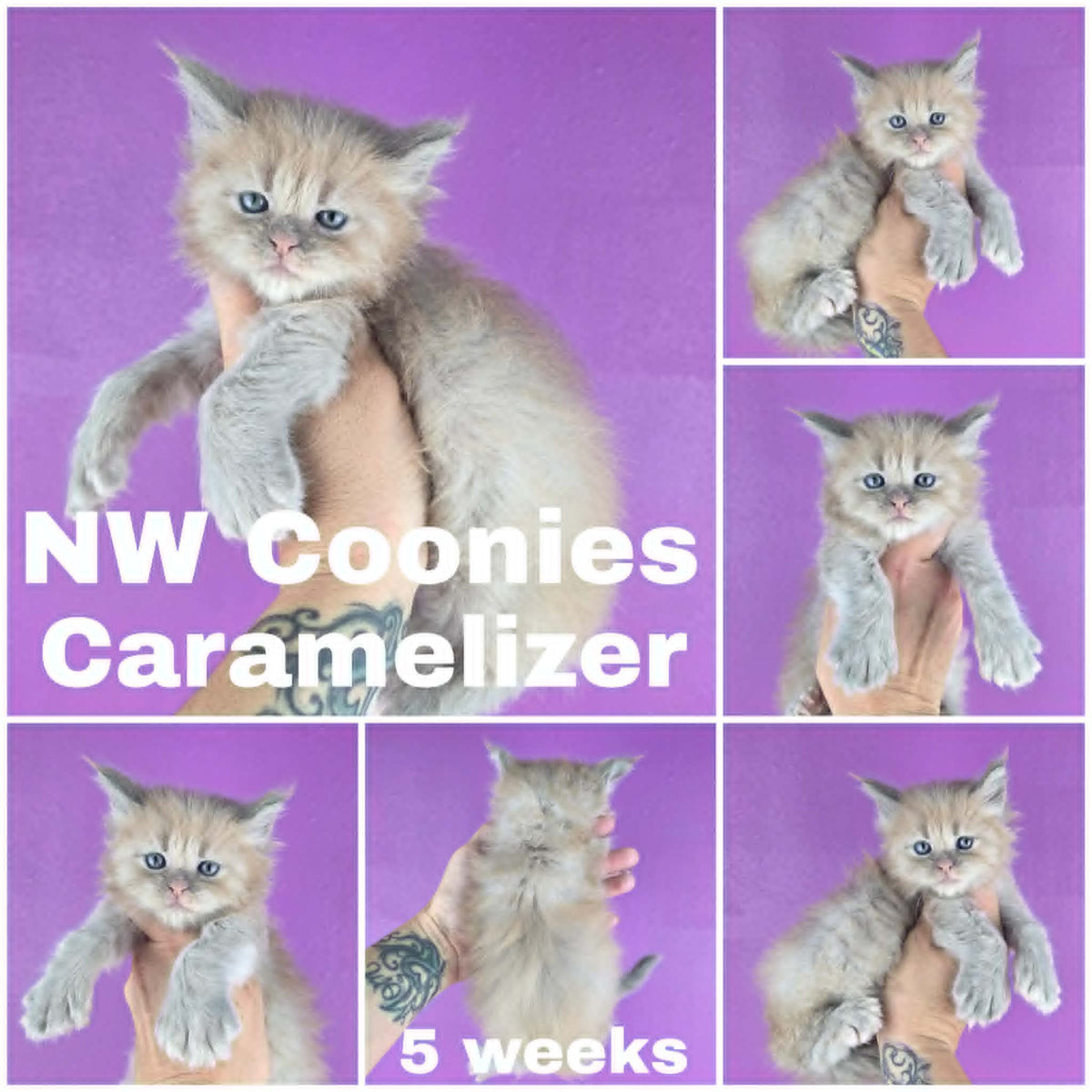 NW Coonies Caramelizer