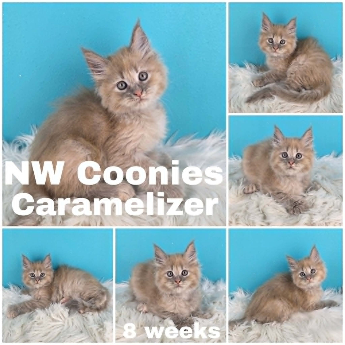 NW Coonies Caramelizer