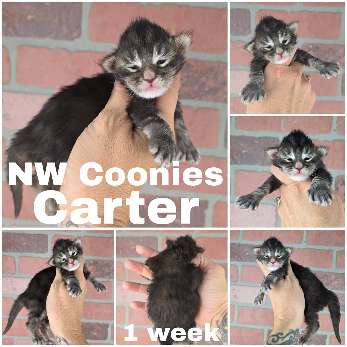 NW Coonies Carter