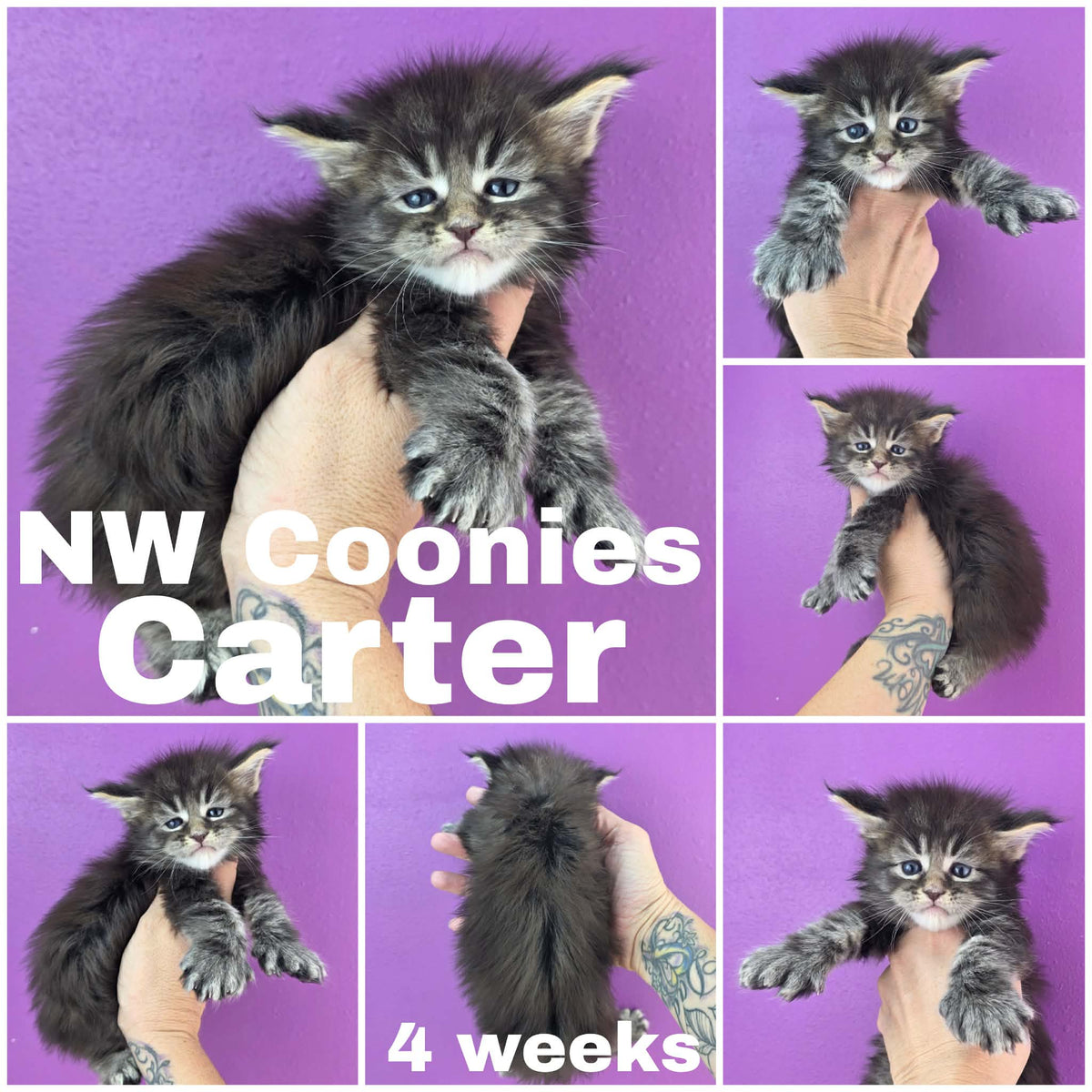 NW Coonies Carter