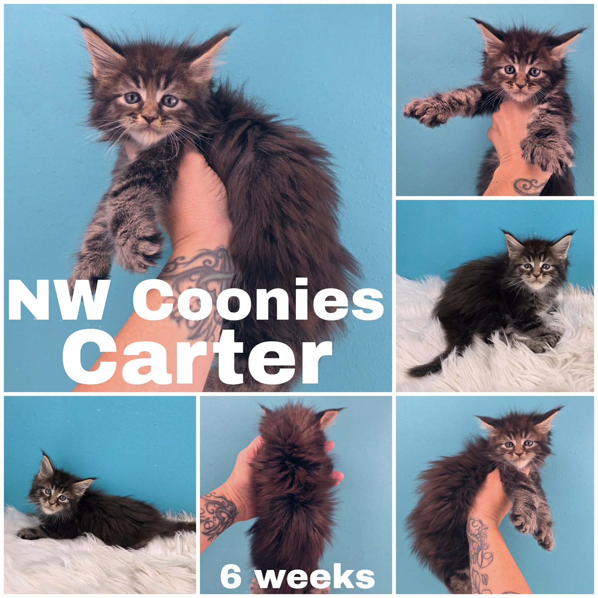 NW Coonies Carter