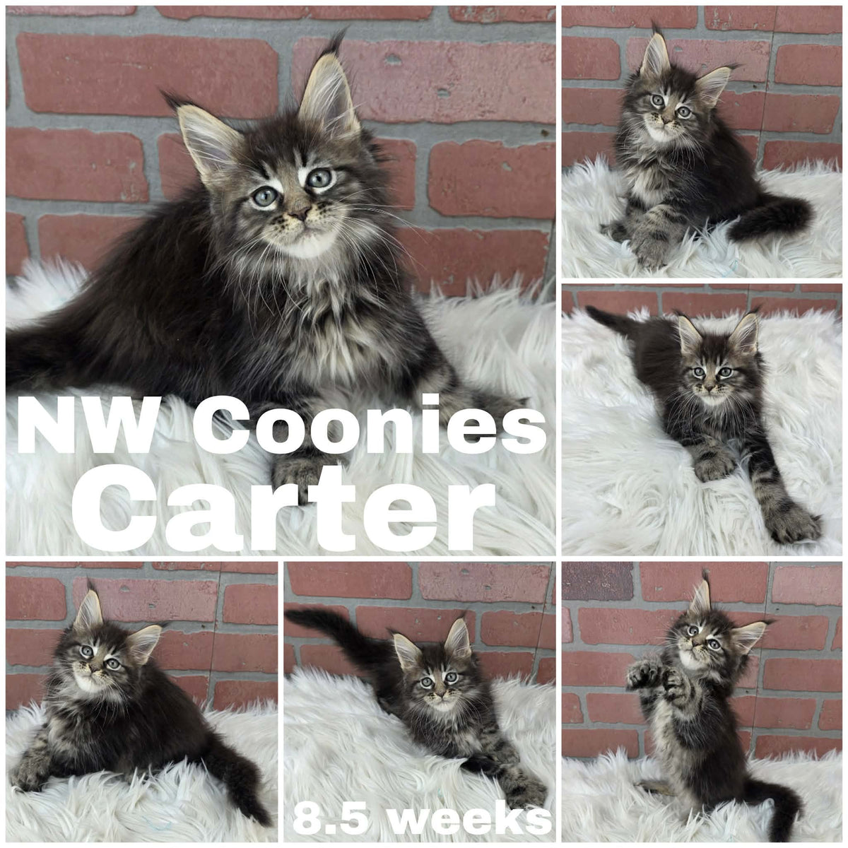 NW Coonies Carter
