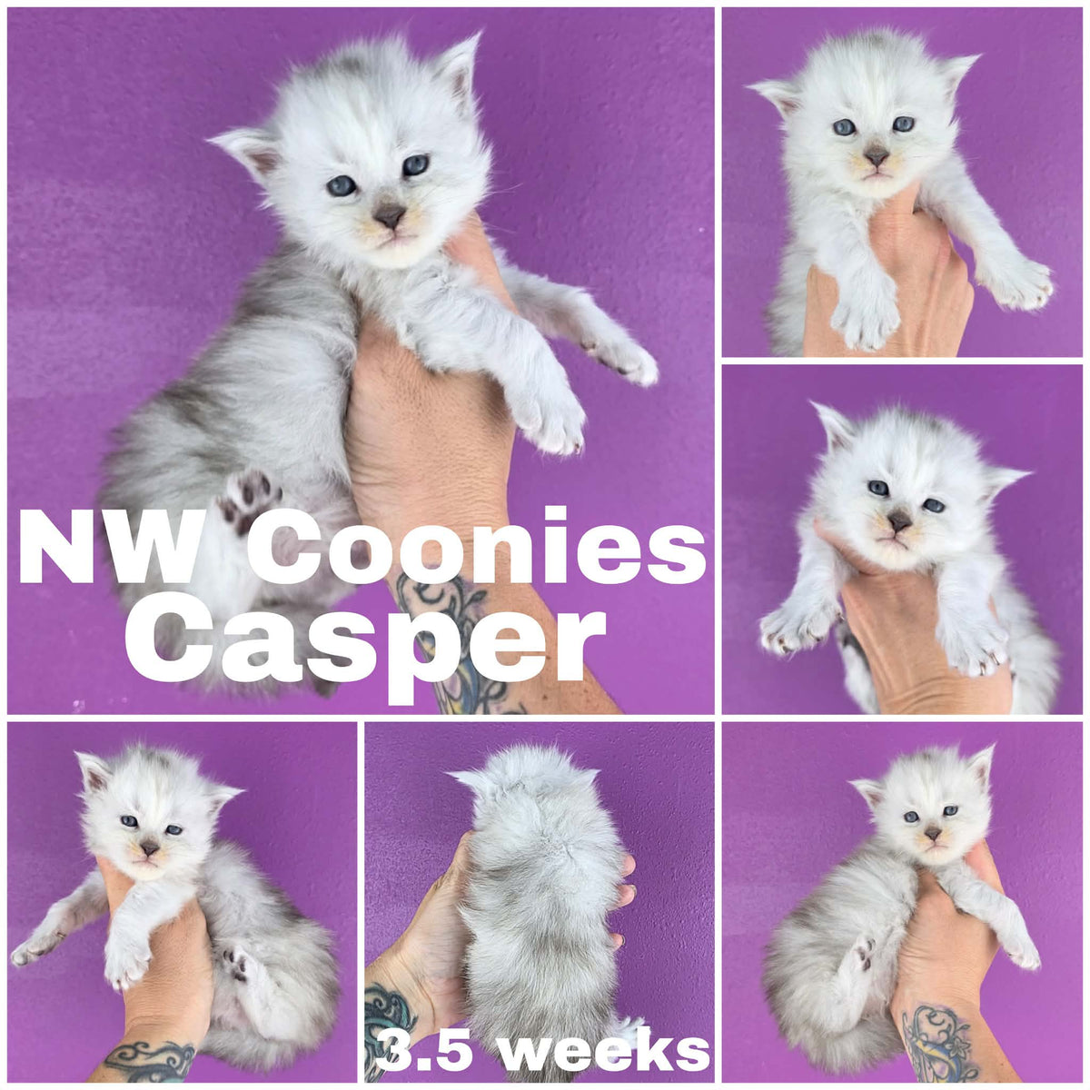 NW Coonies Casper