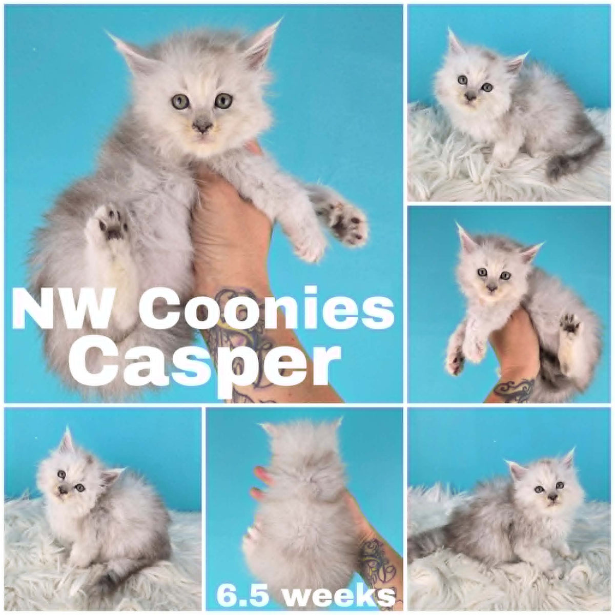 NW Coonies Casper