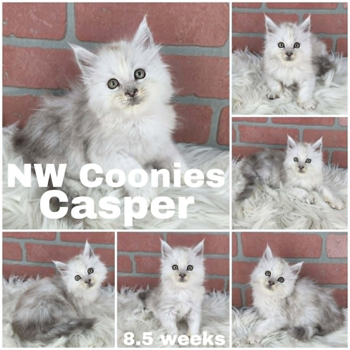 NW Coonies Casper