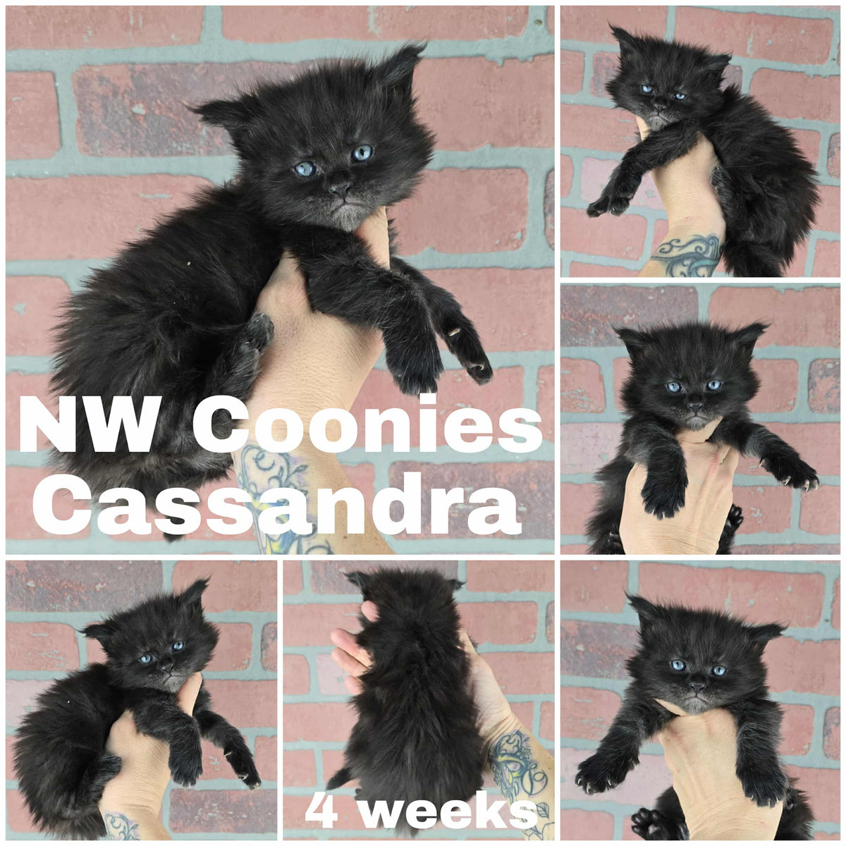 NW Coonies Cassandra