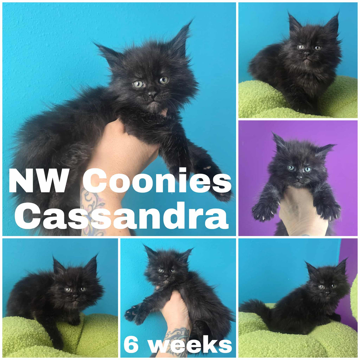 NW Coonies Cassandra