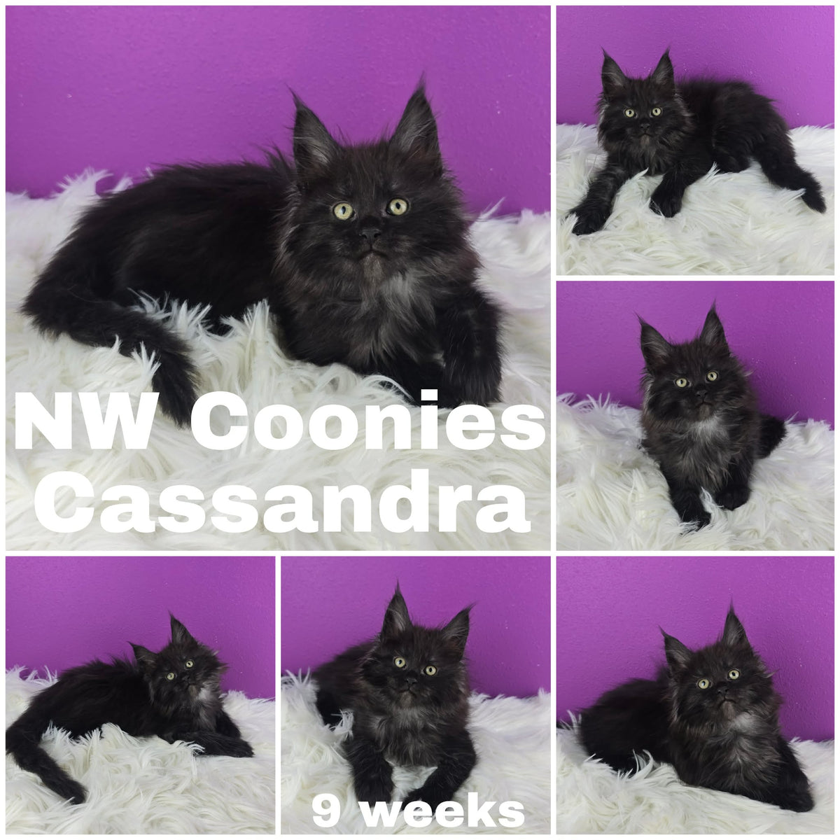 NW Coonies Cassandra