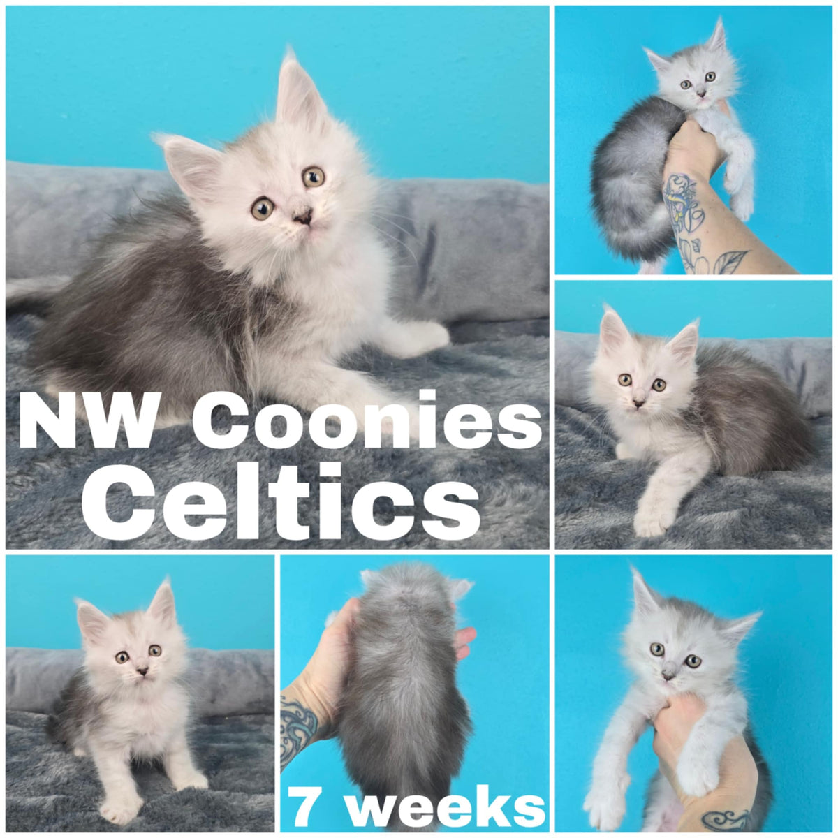 NW Coonies Celtics