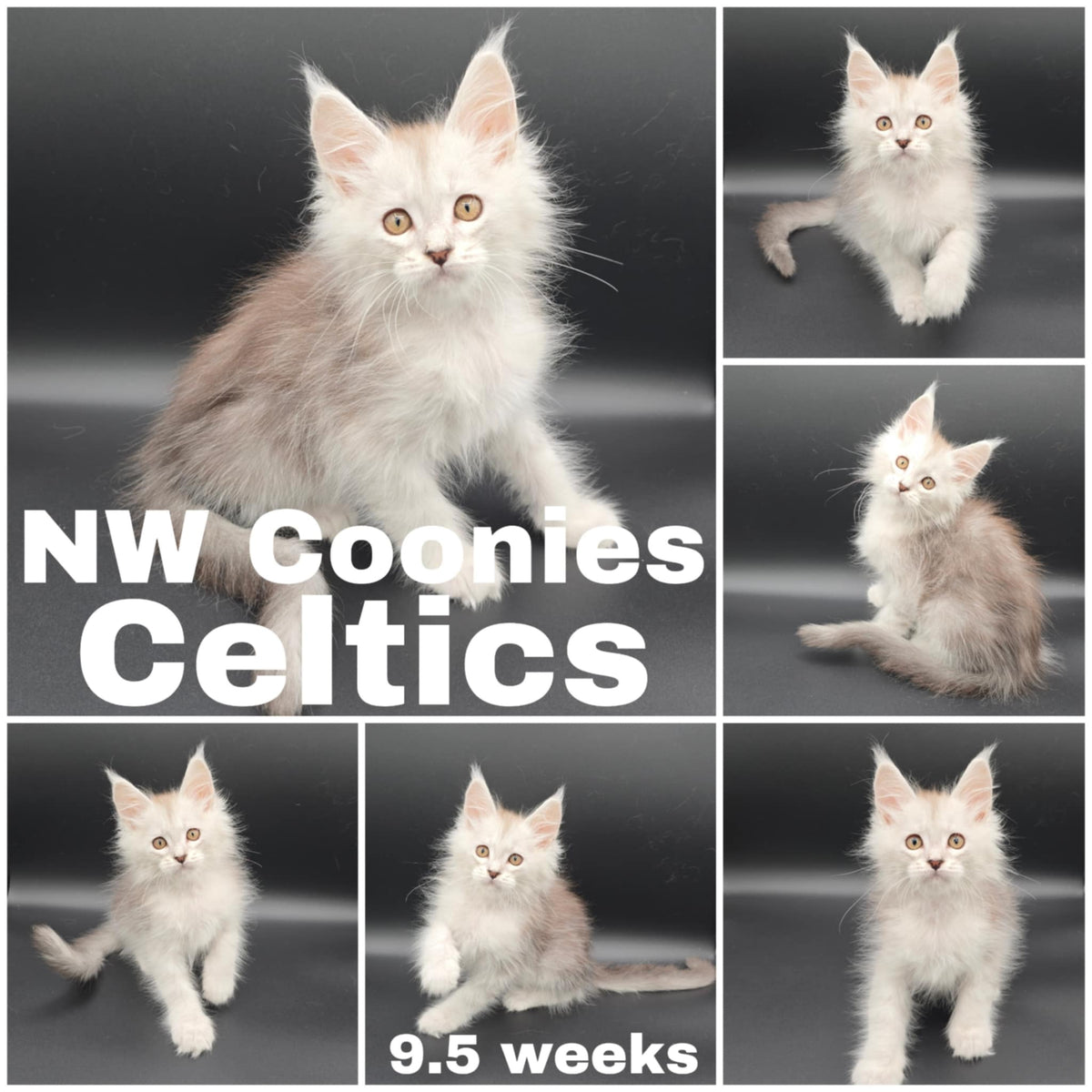 NW Coonies Celtics