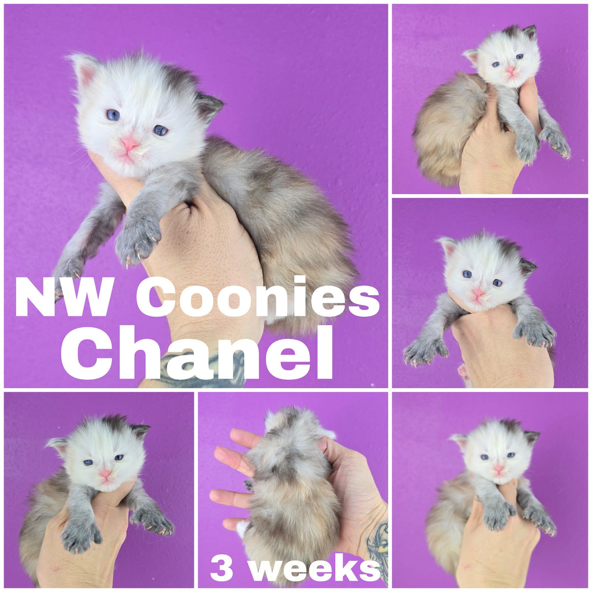 NW Coonies Chanel