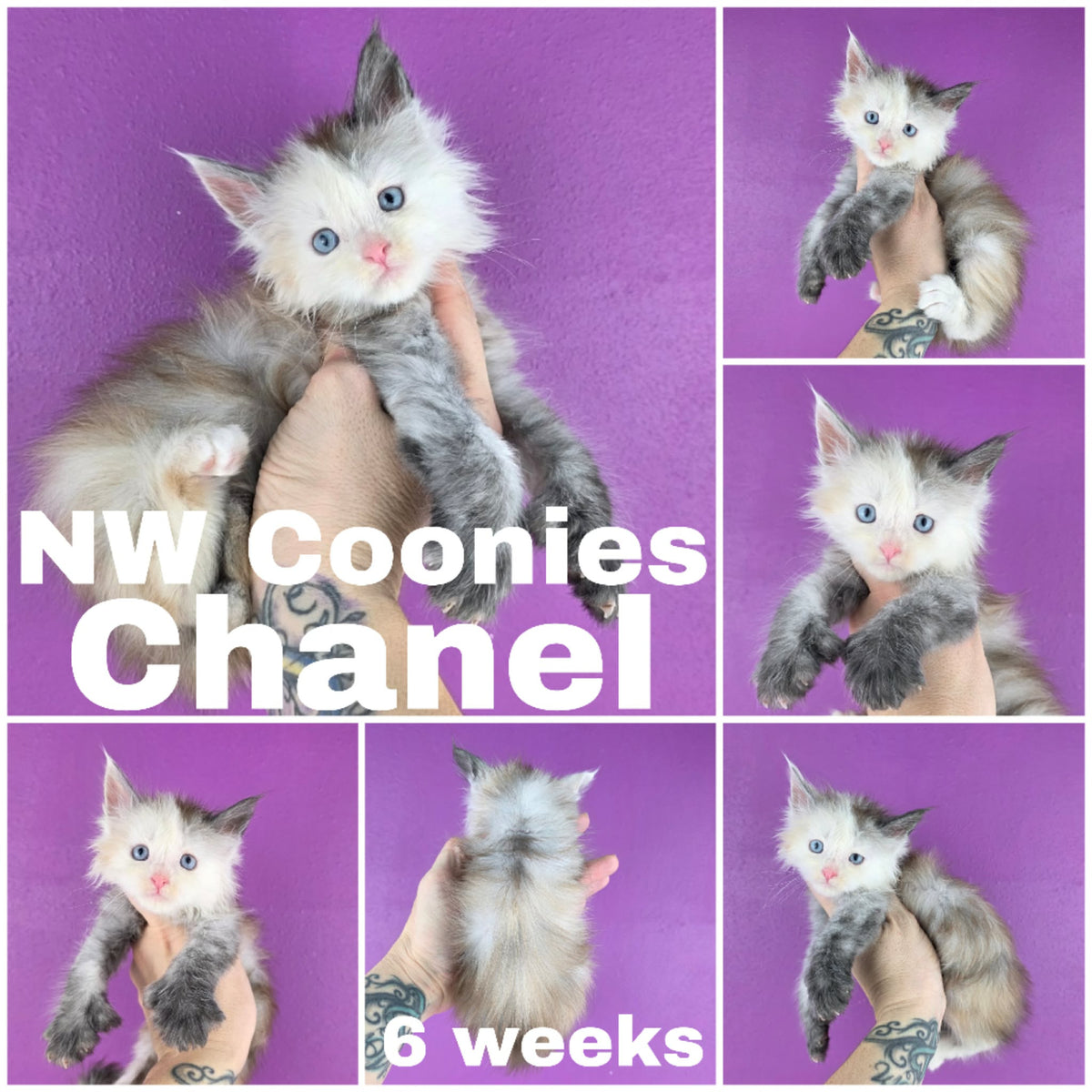 NW Coonies Chanel