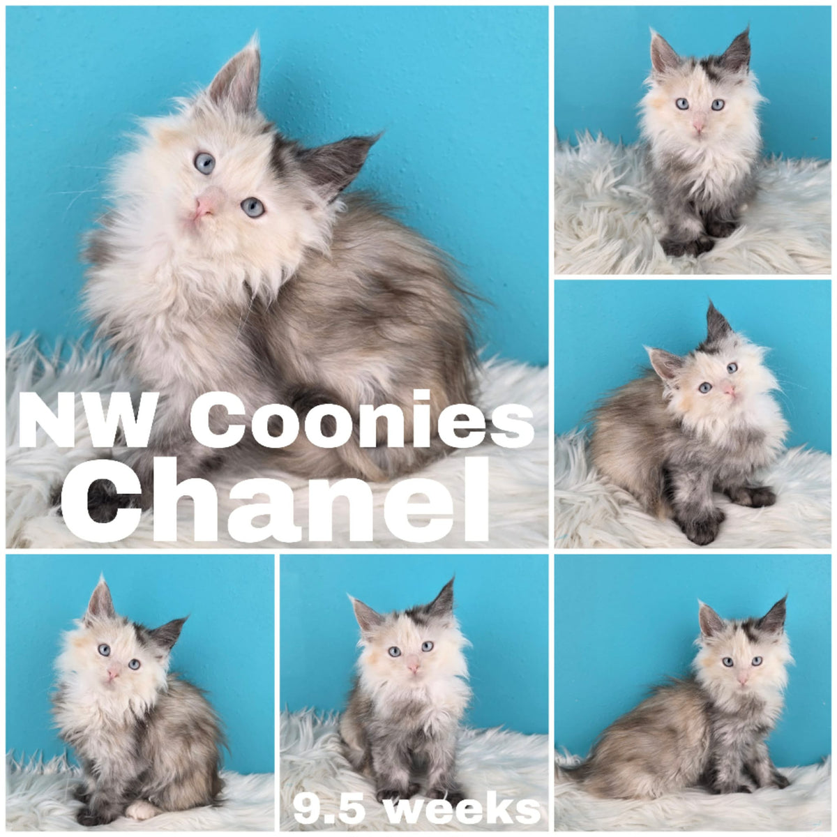 NW Coonies Chanel